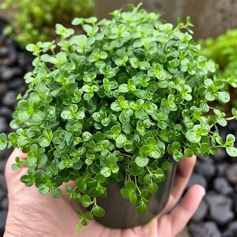 35 Pet-Friendly Indoor Plants For A Safe And Lovely Home - Bonsai Haven