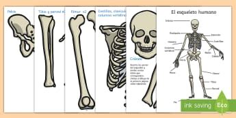 El cuerpo humano | Los seres vivos | Tercer grado | Peru