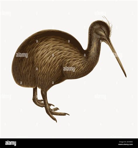 Kiwi bird clipart hi-res stock photography and images - Alamy