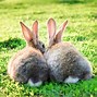 Image result for Bunny Tail Cut Out