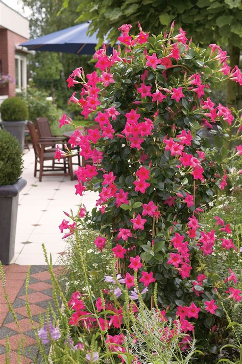 deluxe mandevilla sun parasol pink5 | Plants, Mandevilla vine, Sun parasol