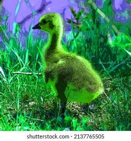 55 Canada Goose Clipart Royalty-Free Images, Stock Photos & Pictures ...