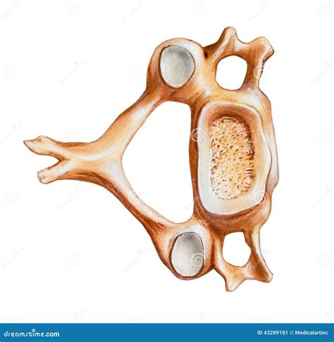 Transverse process of cervical vertebrae - statsino