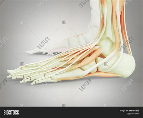 Foot 的图像结果