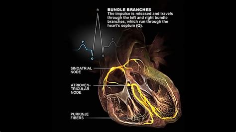 Cardiac Conduction System Animation