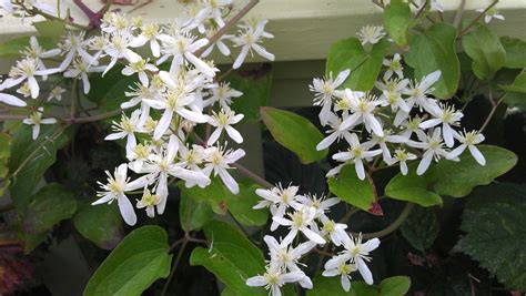 October Clematis of the Month | Clematis in Seattle