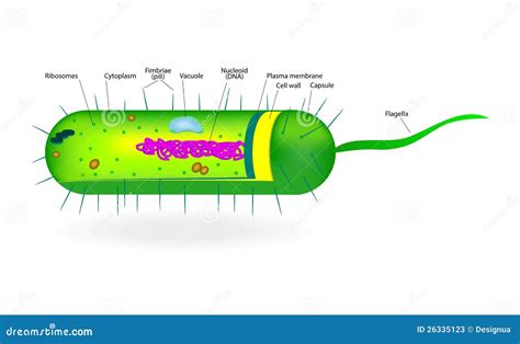 Bacterial Cell Structure 的图像结果
