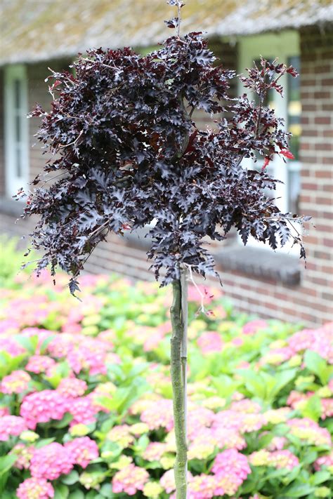 fagus sylvatica 'rohan weeping' | BCM Baumschule Christoph Marken