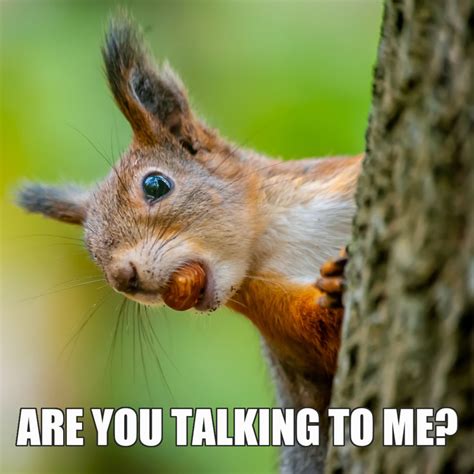 12 Funny Squirrel Memes to Make You Smile