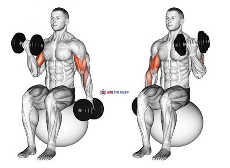 Bicep Curls For Dumbbells : Dumbbell Curls Guide: How to do it ...
