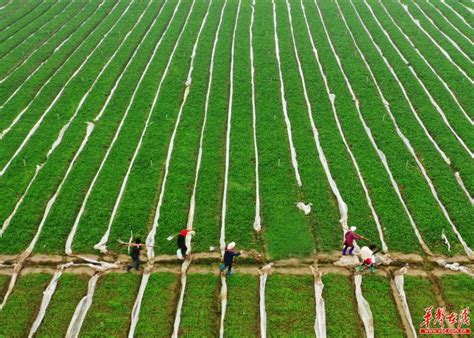 广西罗城：立春将至农事忙-人民图片网