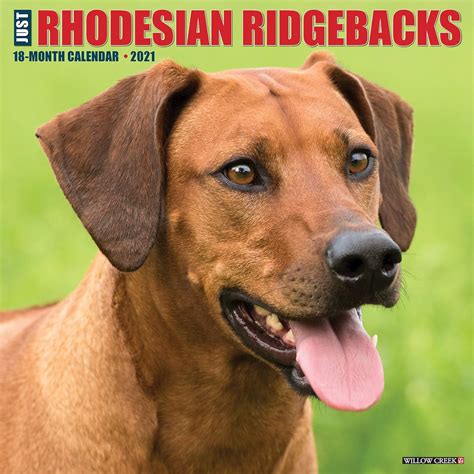Buy Just Rhodesian Ridgebacks 2021 Wall Calendar Book Online at Low ...