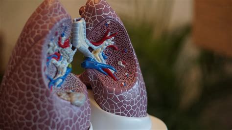 Understanding Bronchial Breath Sounds: What Your Doctor Hears ...