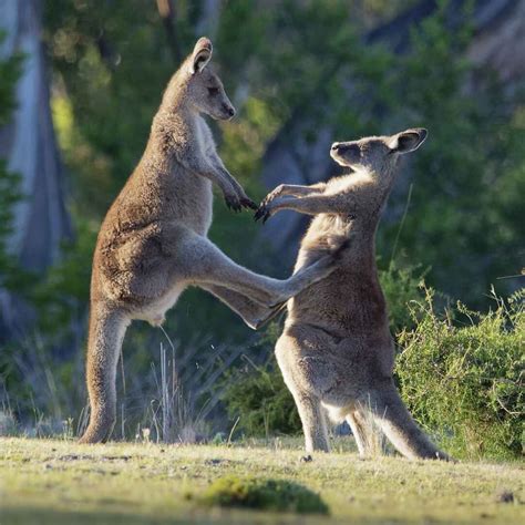 22 Fantastic Facts about Kangaroos - Factopolis