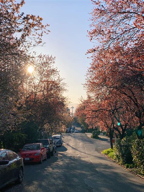 Cherry Blossoms Seattle