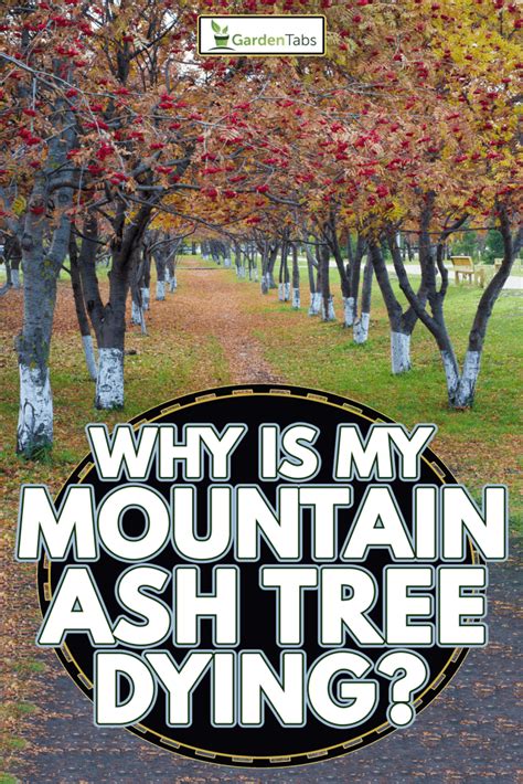 Image result for Mountain Ash Tree Problems