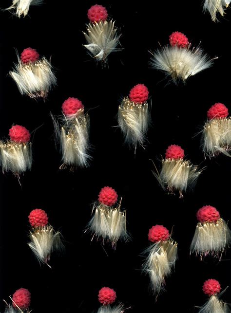 Image result for Sesame Tree Tumblr