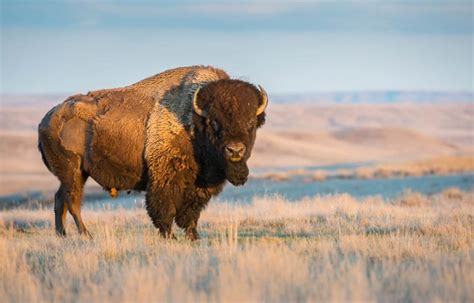 Buffalo Spirit: Myths, Legends, and Wisdom of the Great Plains
