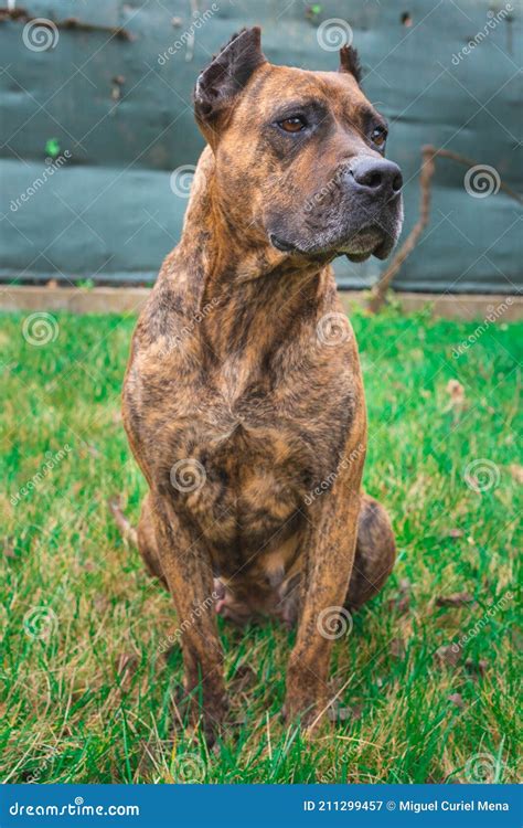 Spanish Alano Purebred Spanish Dog Tabby Color On The Grass Royalty-Free Stock Photography ...