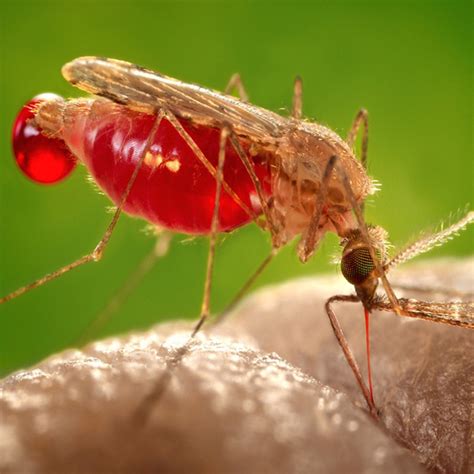 How to reduce the menace of mosquitoes? | FAQ answered by Dr. K.K Aggarwal