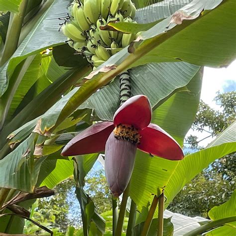 Bijagua Ranas (Bijagua de Upala) - All You Need to Know BEFORE You Go