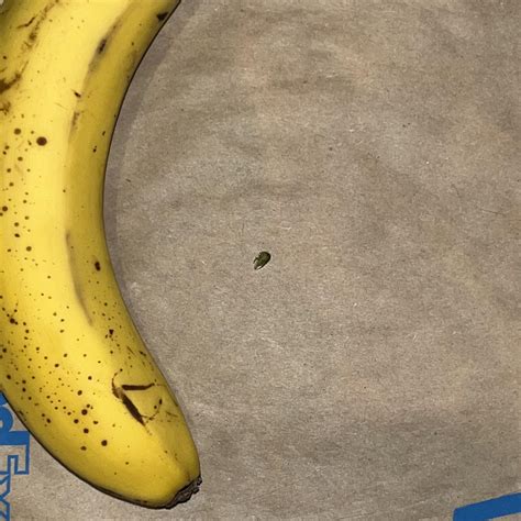 Found this hitchhiker cutie while misting the baby bok choy in my ...