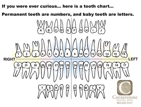 Dental Tooth Numbering System Chart at Barbara Bowles blog