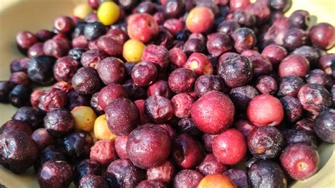 Once A Summer Staple- Traditional Indian Fruits Fetching Premium Prices ...