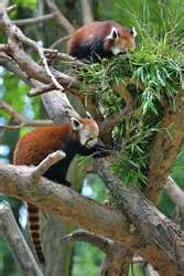 ZooLex Exhibit - Instalación del panda rojo
