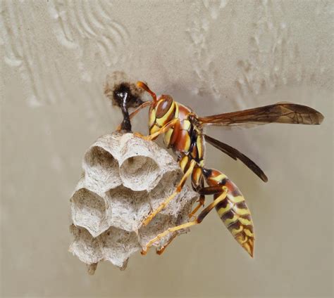 Wasp Nest Preventing Wasps From Returning Mantis Pest Solutions