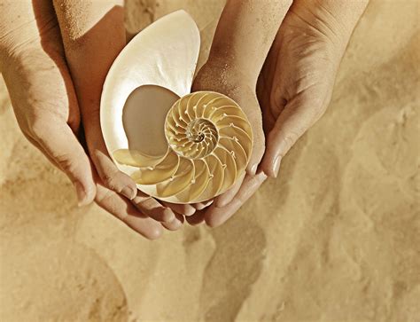 Sea Shells Collecting 的图像结果