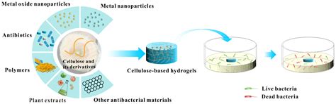 Functionalization and Antibacterial Applications of Cellulose-Based ...