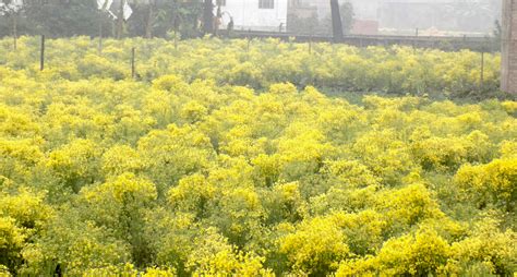How cauliflower seeds helped a poverty-stricken village in Bihar become ...