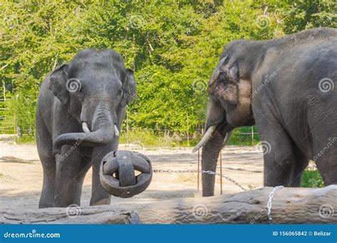 Asian Elephant Bulls are Playing with a Ball Stock Photo - Image of ...