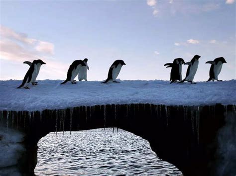 Scientists discover the evolutionary beginnings of penguins - History ...