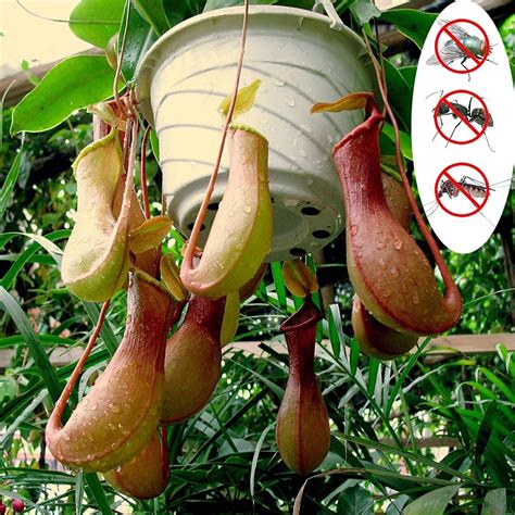 Buy Benoon Nepenthes ,1 Bag Nepenthes Productive Viable Natural ...