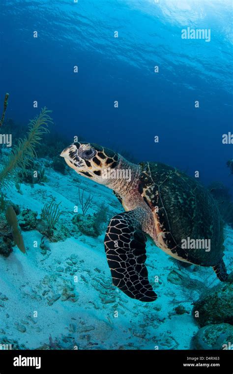 Image result for Turtle Shell Back Muscles