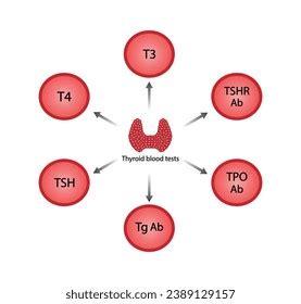 Image result for Thyroid Testing Algorithm