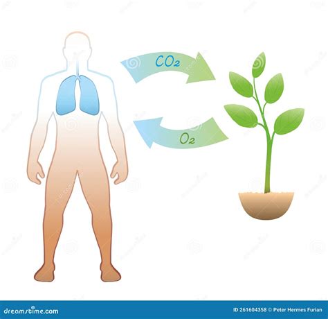 Respiration In Plants Clipart