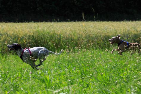 Running Dog 的图像结果