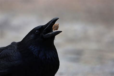 Image result for Raspberry Pi Crow