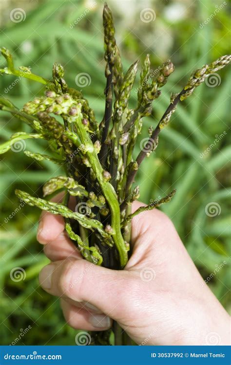 Wild Asparagus (Asparagus Officinalis) Gathering Stock Photo - Image of rural, spring: 30537992