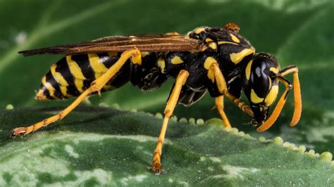 What Are Yellow Jackets Purpose | Storables