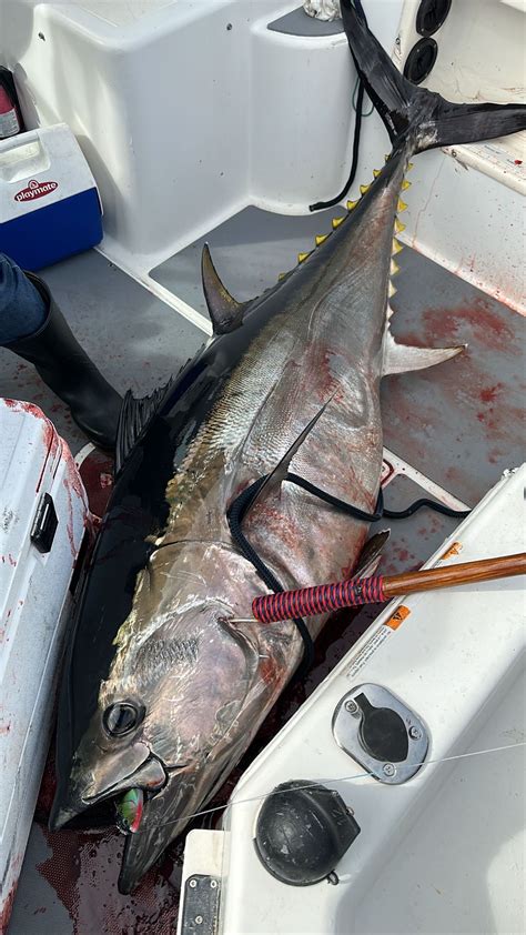 Offshore - Santa Cruz BFT | Bloodydecks