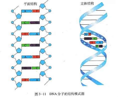 dna分子结构特点_dna分子结构_dna分子结构图解_dna分子结构简图