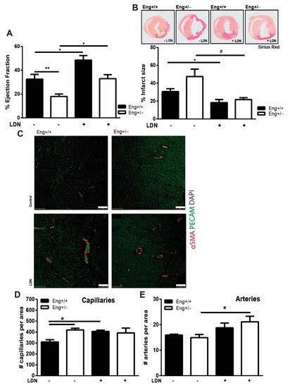 IJMS | Special Issue : Arteriogenesis and Therapeutic Angiogenesis