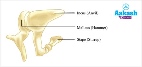 Axial Skeleton System, Significance, Classification & Facial bones | AESL