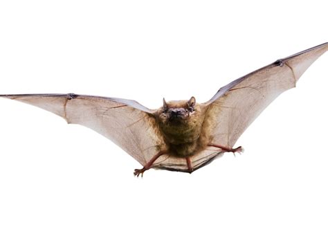 Image result for Bat Python Turtle