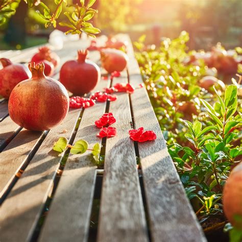 How to Plant and Grow Pomegranates: A Step-by-Step Guide - Troppo ...