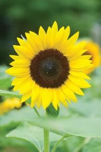 VibeX ® XXL-225 Jua Maya Hybrid Sunflower Seeds Seed Price in India ...